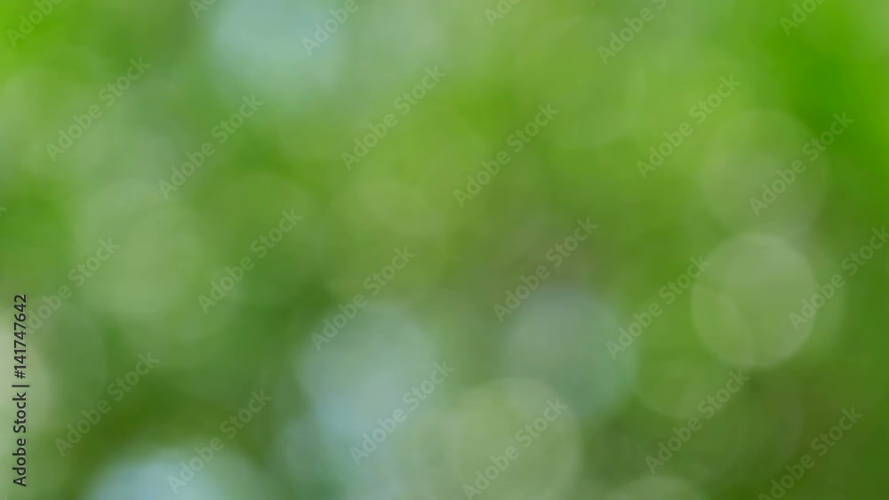 bokeh of tree bokeh of tree