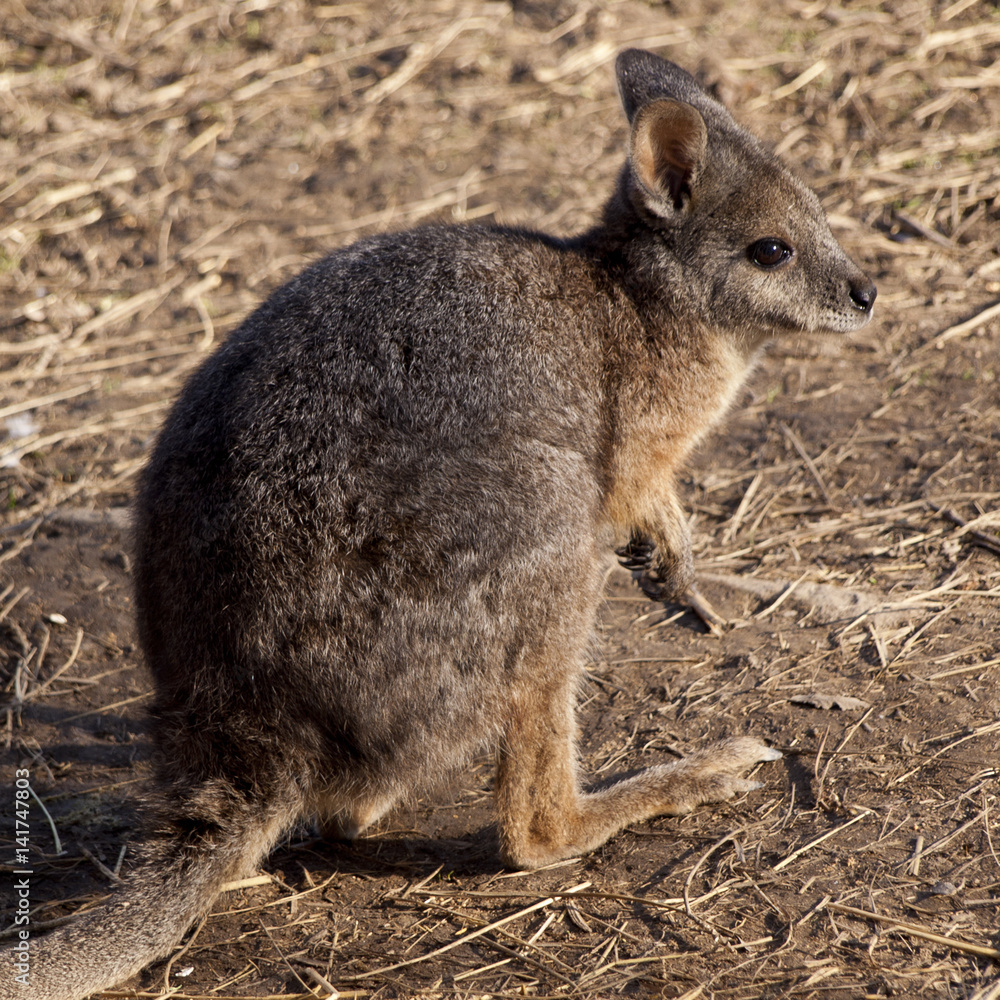 red kangaroo