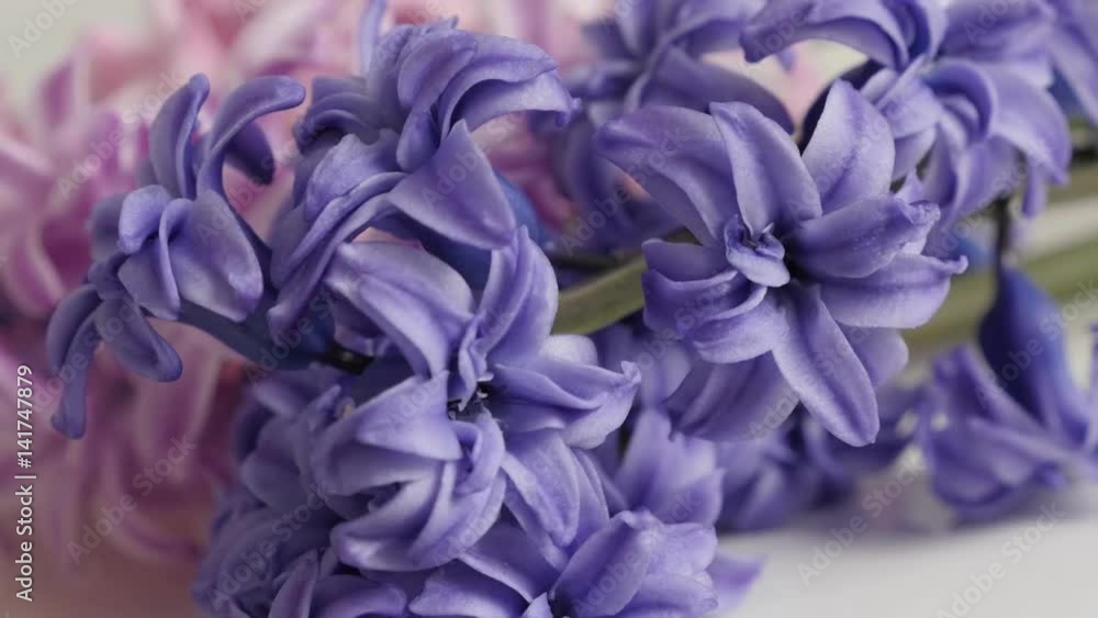 Close-up of Hyacinthus orientalis spring bulbs 4K 2160p 30fps UltraHD footage - Mixed colors fragrant flowering Hyacinth plant on white background slow pan 3840X2160 UHD video Close-up of Hyacinthus orientalis spring bulbs 4K 2160p 30fps UltraHD footage - Mixed colors fragrant flowering Hyacinth plant on white background slow pan 3840X2160 UHD video
