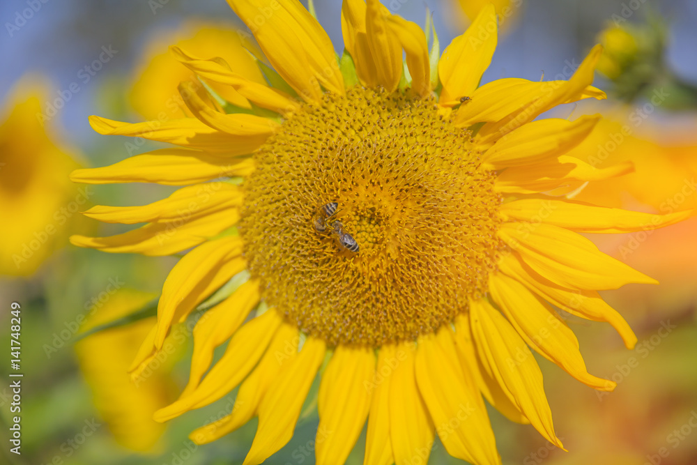 There are a couple of bumblebees on a yellow sunflower. It is a beautiful summer day on the field. There are a couple of bumblebees on a yellow sunflower. It is a beautiful summer day on the field.