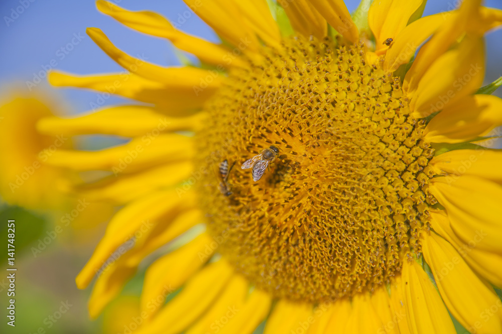 Obraz premium We can see a yellow sunflower which is enjoying the sunshine and the heat. It is blossoming in the summer. A bumblebee is collecting nectar on a sunflower.