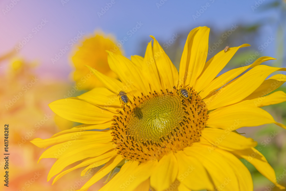 Naklejka premium We can see gorgeous sunflowers on a nice day. We can see a yellow sunflower which is enjoying the sunshine and the heat. It is blossoming in the summer.