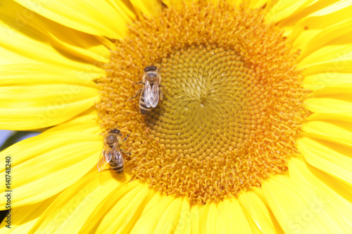 We can see a yellow sunflower which is enjoying the sunshine and the heat. It is blossoming in the summer. There are also two bumblebees on a flower.