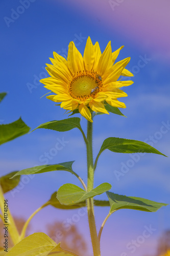 We can see a yellow sunflower which is enjoying the sunshine and the heat. It is blossoming in the summer. It is a beautiful day.
