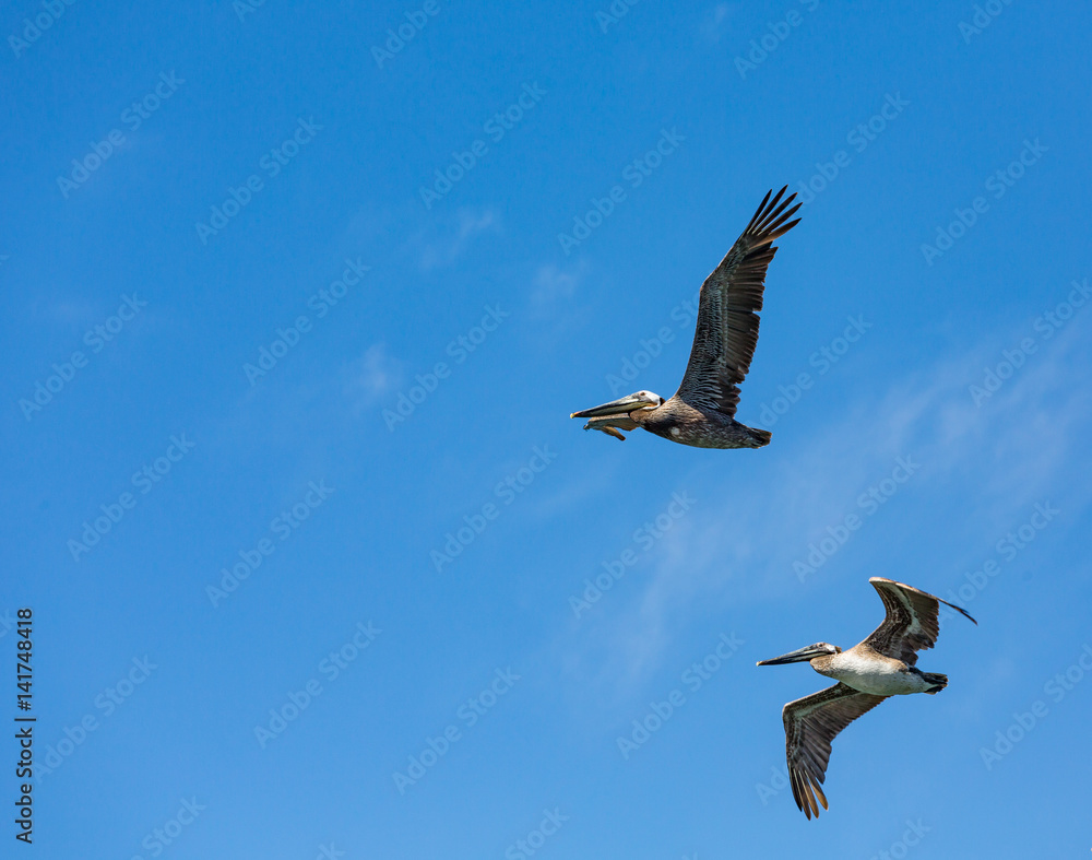 Obraz premium Two Pelicans in Flight