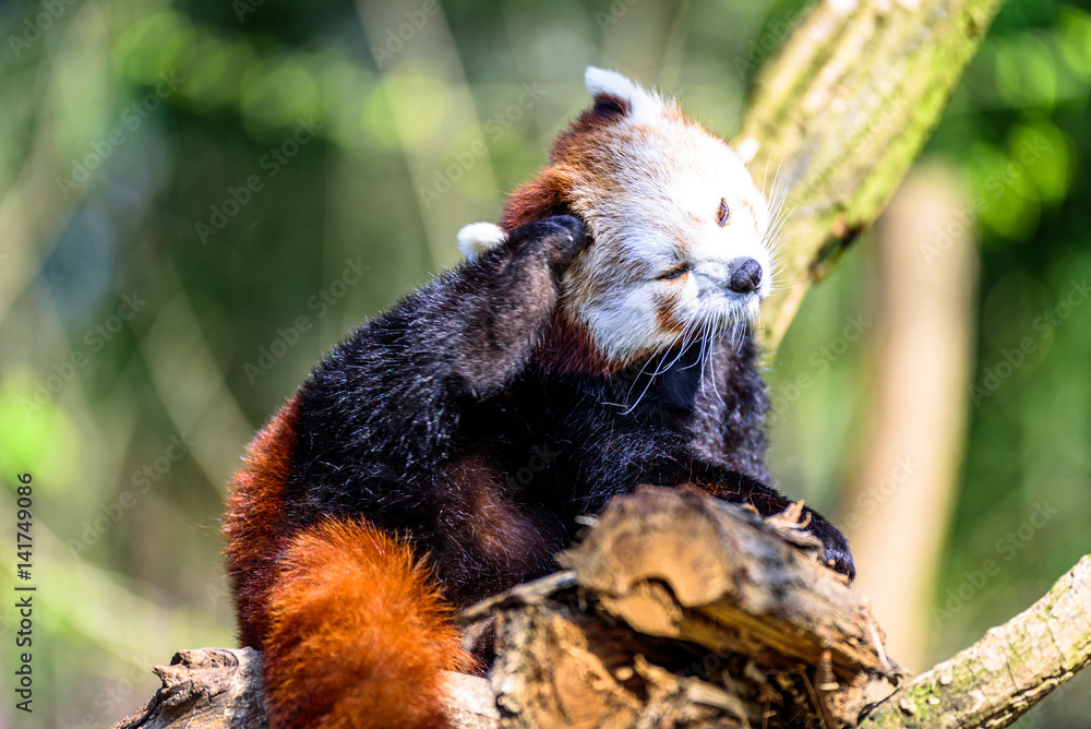 Fototapeta premium Little Panda scratching his head