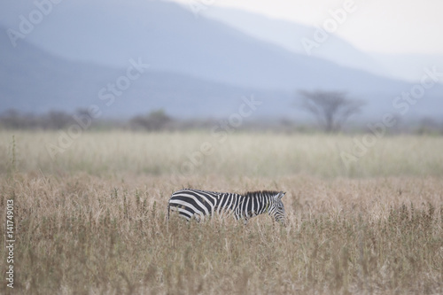 Kenya  Africa