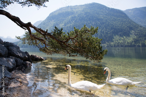 swan lake photo