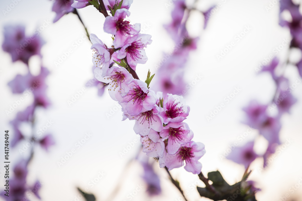 Peach trees in bloom in spring, detail, closeup
Peach trees in bloom in spring, detail, closeup