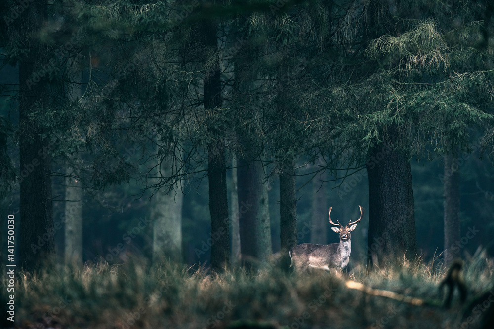 Fototapeta Jeleń w wysokiej trawie ciemnego lasu