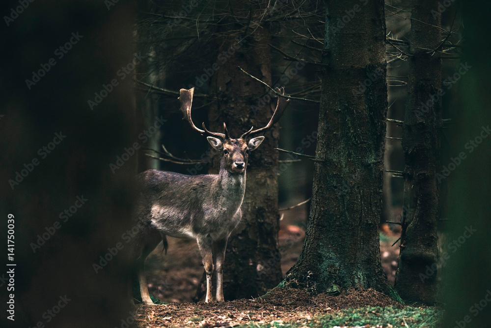 Fallow deer buck between trees in dense forest.