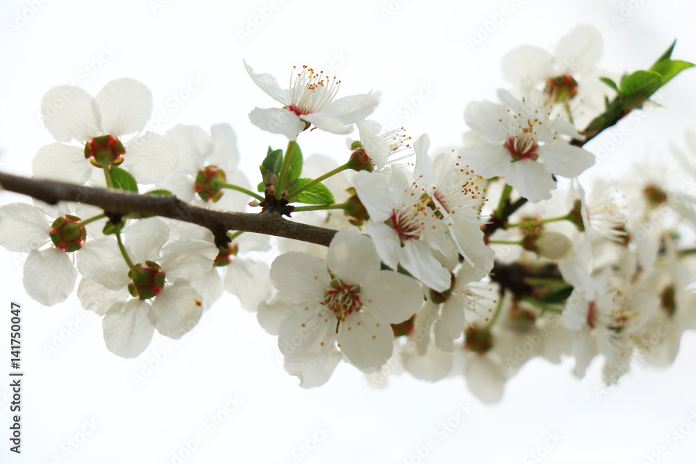 Spring flowers of cherry blossom Spring flowers of cherry blossom