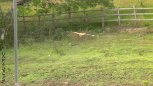 flying rapine gavião real in the jungle