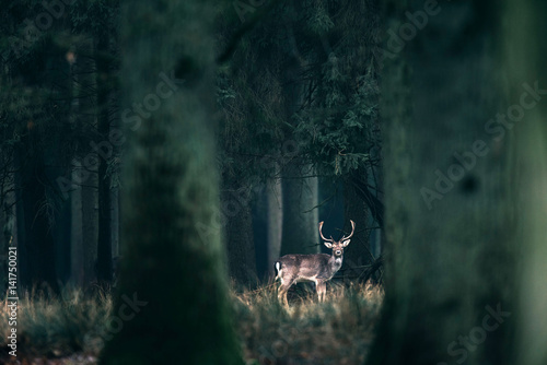 Male fallow deer standing in tall grass of forest.