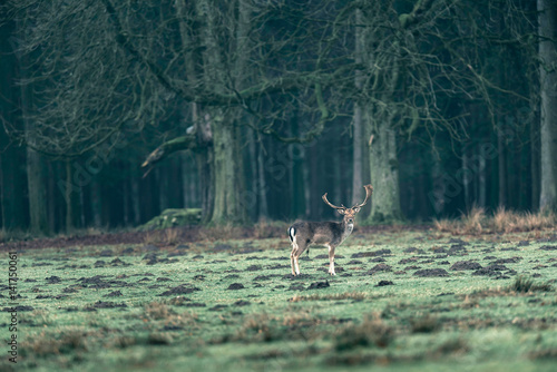 Fototapeta Naklejka Na Ścianę i Meble -  Fallow deer buck in forest meadow.