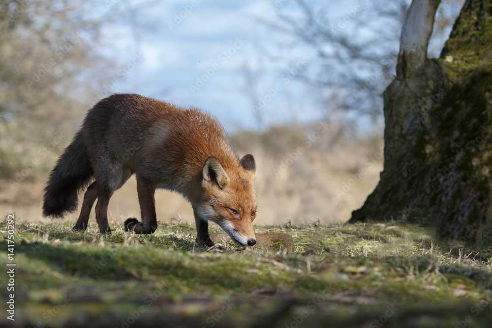 Red fox in nature on a sunny spring day
Red fox in nature on a sunny spring day