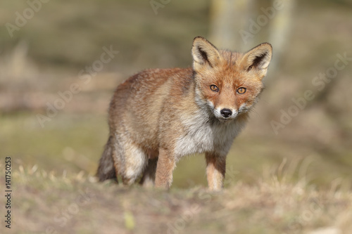 Red fox in nature on a sunny spring day 