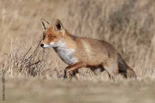 Red fox in nature on a sunny spring day   © Menno Schaefer