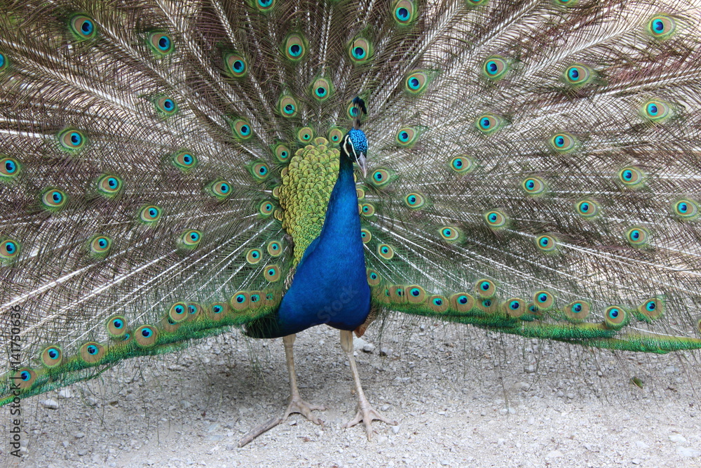 Naklejka premium Peacock