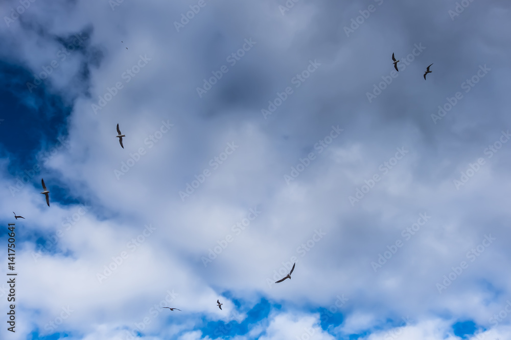 Background with seagulls flying in the blue cloudy sky