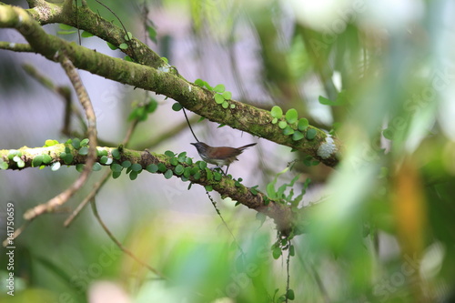 Bold-striped tit-babbler (Macronus bornensis) in Borneo, Malaysia