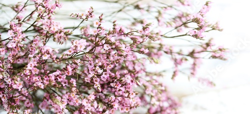 Pink spring flowers against distressed white background, soft focus