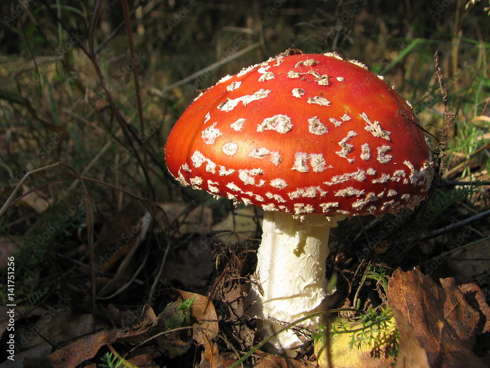 Mushroom in the Belarusian summer forest Mushroom in the Belarusian summer forest