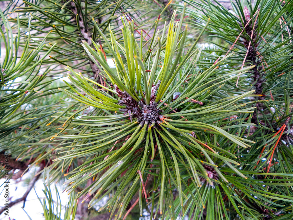 Fototapeta premium Young branches of pine with cones