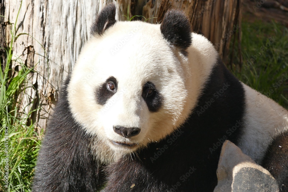 RiesenPanda RiesenPanda