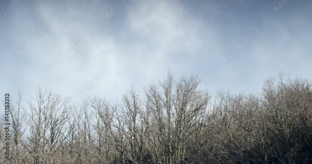 clouds waterfall over the trees branches clouds waterfall over the trees branches