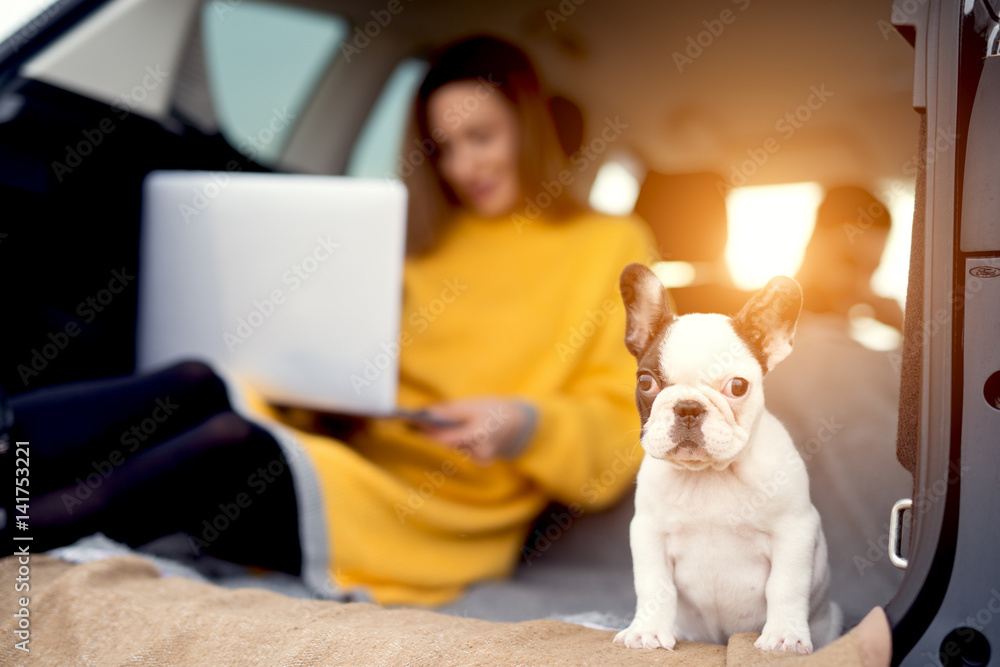 Closeup of puppy sitting in car trunk and looking straight.