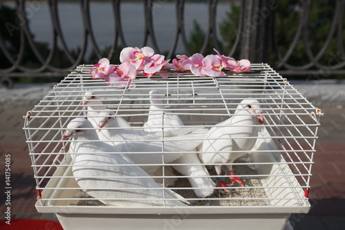 white dove, wedding dove dove in a cage