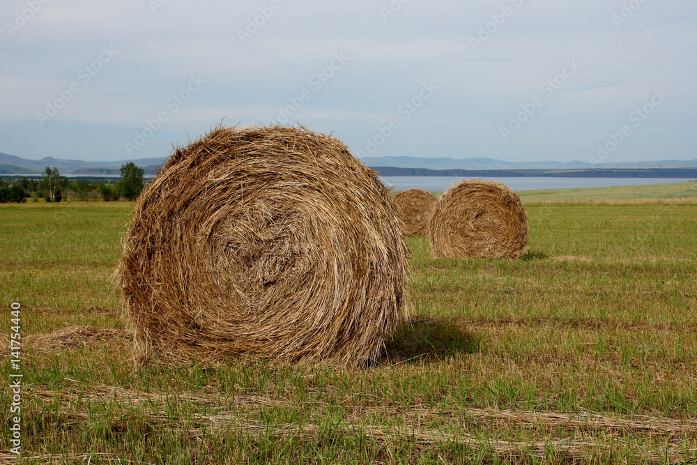 Harvesting hay in bales.
