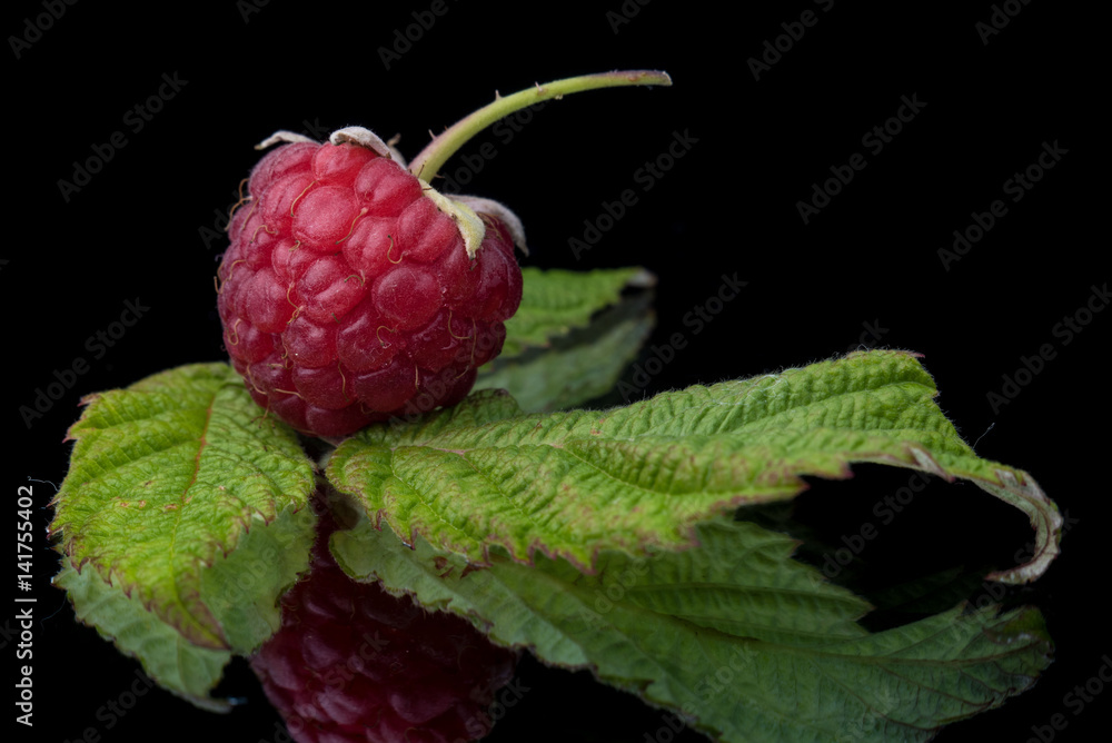 Raspberry with leaves on a black background with reflections Raspberry with leaves on a black background with reflections