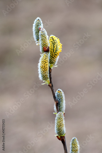 Willow branches with buds. Early spring forest blooms with willow tree flowers and bumblebee. Symbol of Easter. Flowering tree in spring. Yellow catkins after rain. 