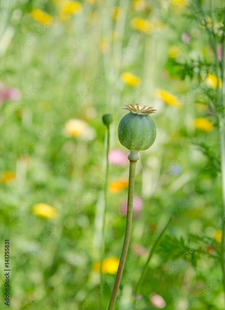 Poppy head in wild flowers meadow Poppy head in wild flowers meadow