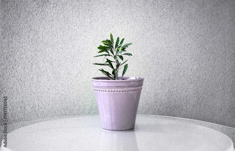 Fototapeta premium Ming Aralia houseplant in violet flowerpot.