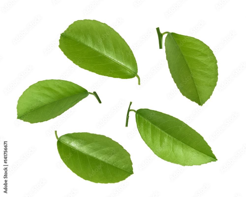 Citrus leaves isolated on white background Citrus leaves isolated on white background