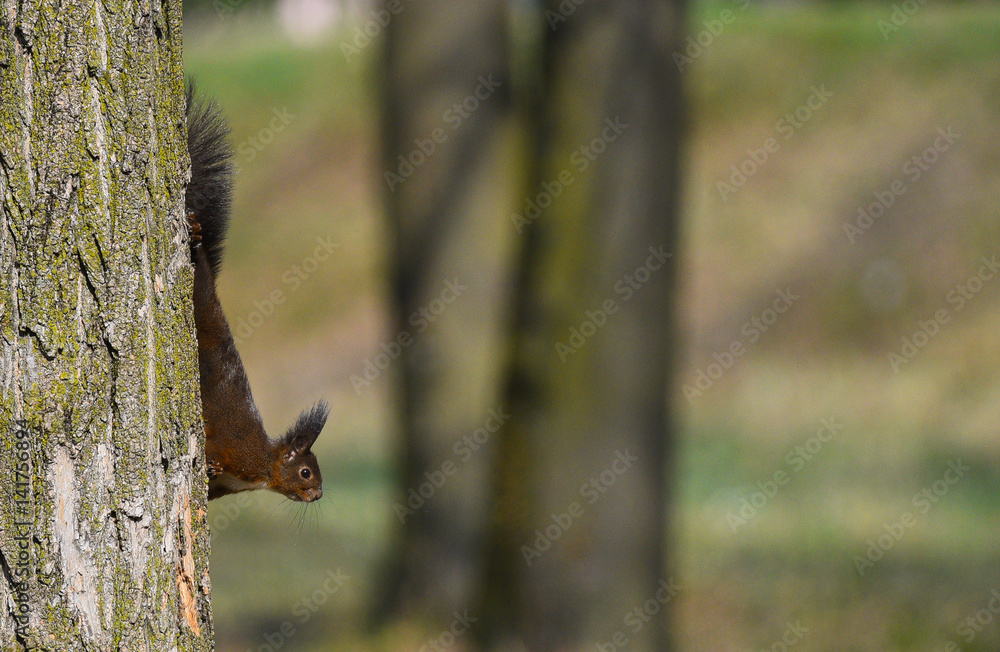 Scoiattolo nel bosco che scende dal ramo di un albero Scoiattolo nel bosco che scende dal ramo di un albero