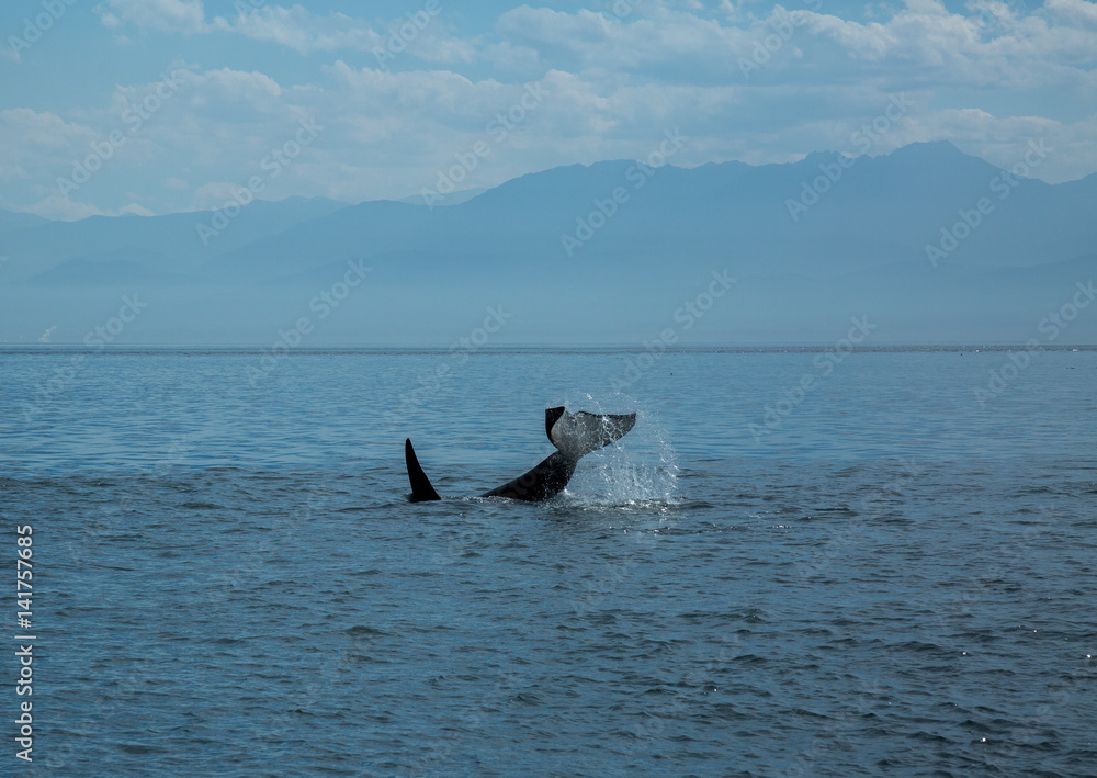 Fototapeta premium Killer Whale, Annacortes Washington