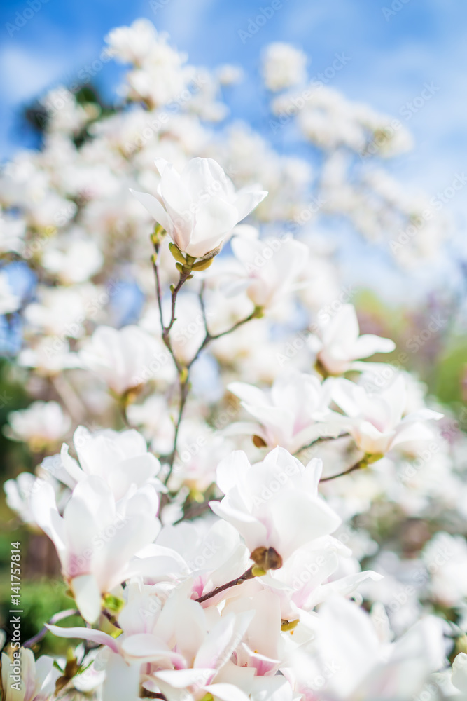 Blooming white magnolia in spring park. Floral background Blooming white magnolia in spring park. Floral background