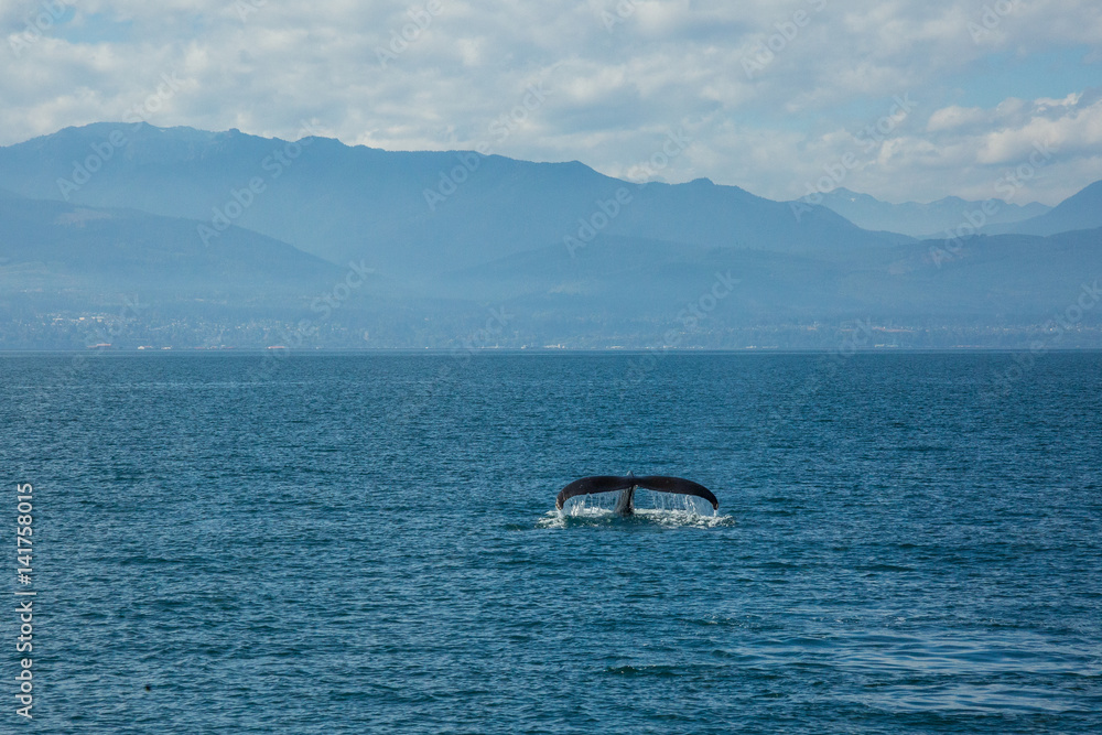 Fototapeta premium Humpback Whale, Annacortes Washington