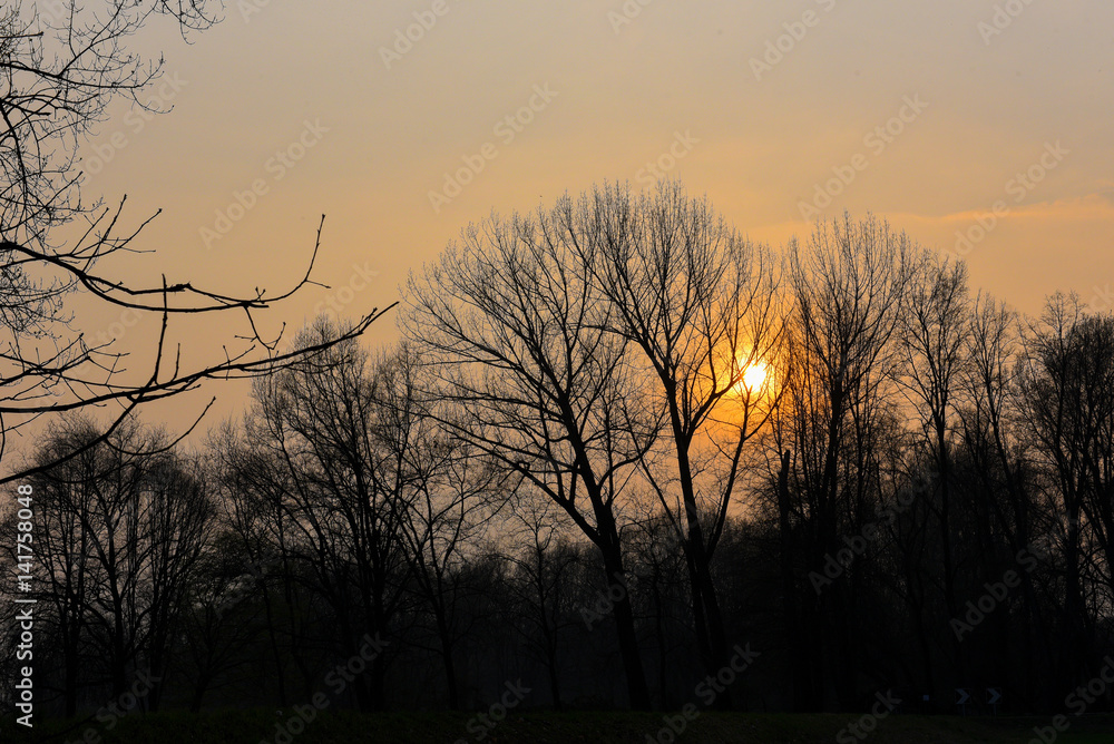Tramonto serale con cielo arancione che si vede attraverso gli alberi