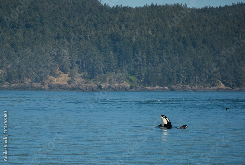 Killer Whale, Annacortes Washington © Jennifer