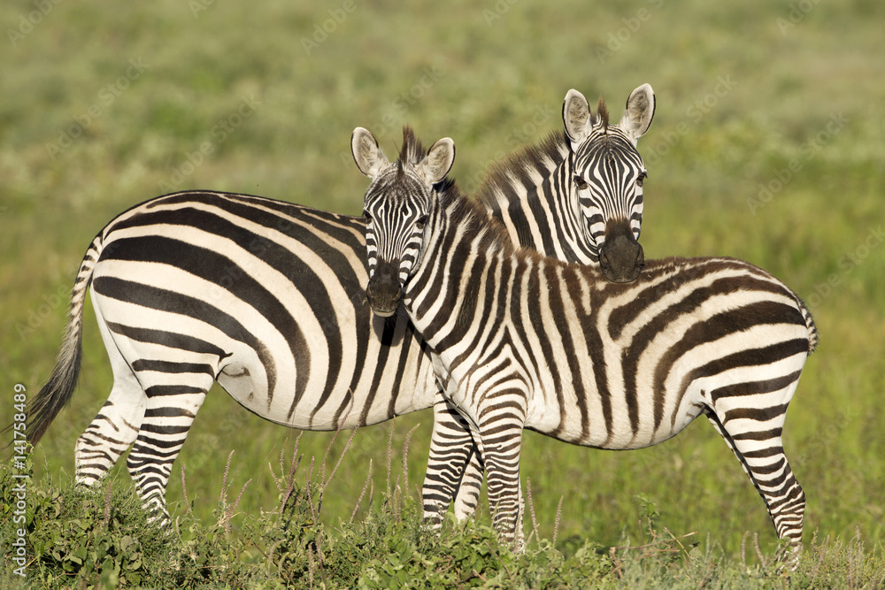 Obraz premium Zebre affiancate