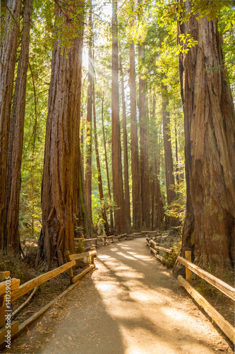Muir Woods Redwoods, California