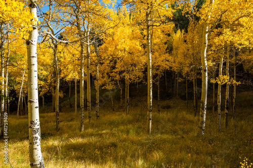 Aspens in Fall, Pikes Peak Colorado