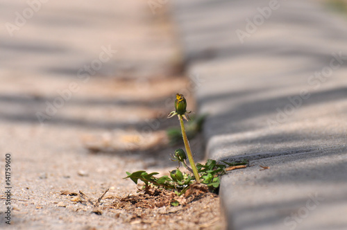 Dandelion flower growing between asphalt and curbs. Nature against man