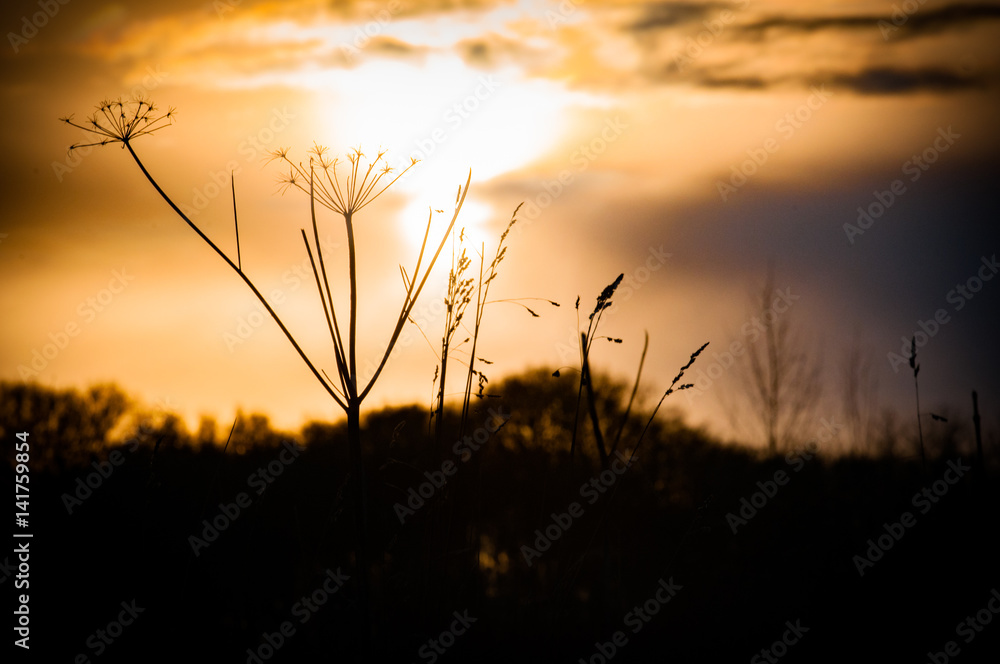 sunset of yellow and orange over a tree silhouette