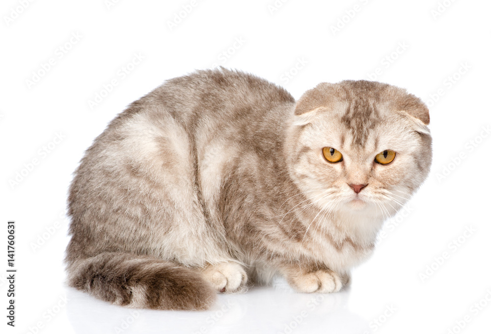 Evil Scottish kitten looking at camera. isolated on white background